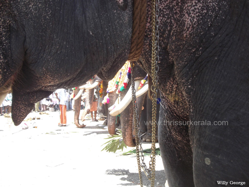 thrissur-pooram-2013-11 (10)